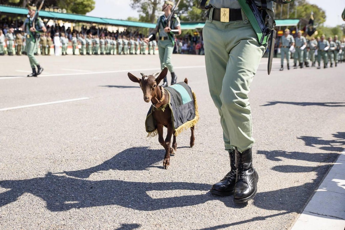 XCVII aniversario de la fundación de La Legión, en imágenes