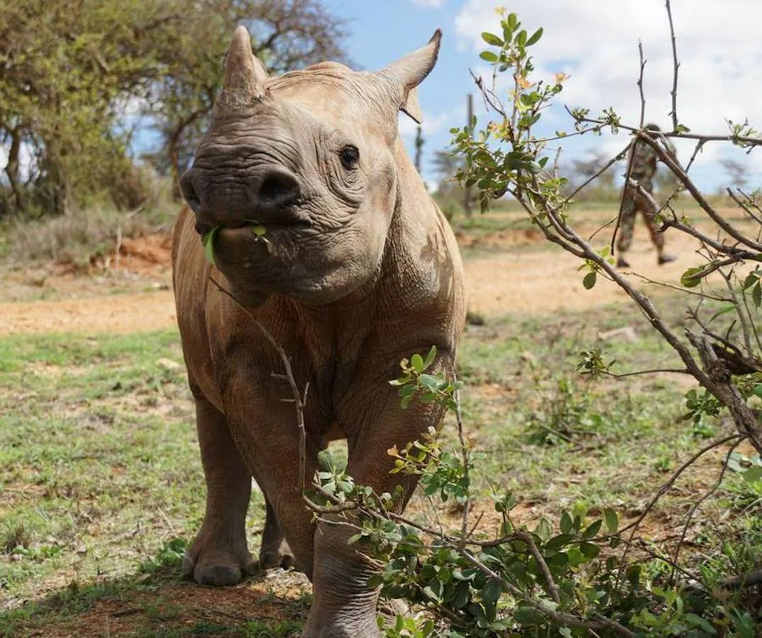 Tres rinocerontes menos cada día. Cada año mueren más de 1.200 ejemplares a manos de furtivos, explica WWF con motivo del Día Mundial del Rinoceronte, que se celebra cada 22 de septiembre
