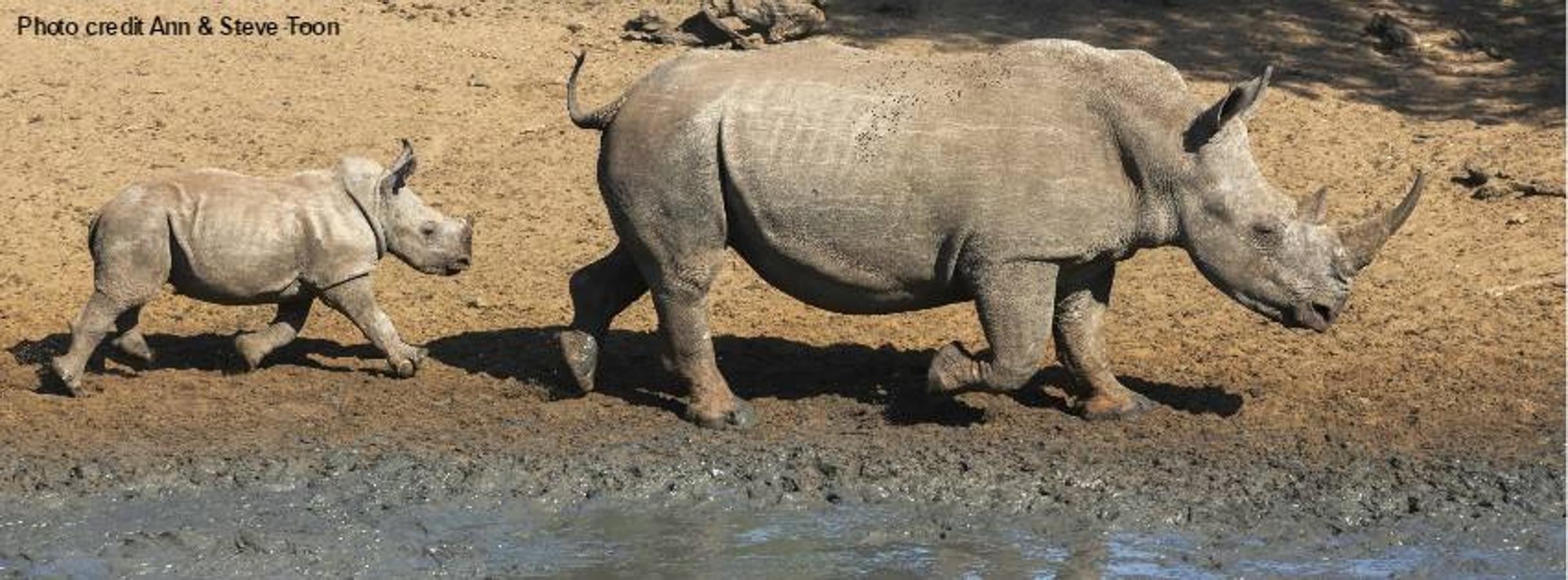Tres rinocerontes menos cada día. Sudáfrica, que alberga el 79% de los últimos rinocerontes de África, es el país más afectado por el furtivismo, que sufre el 91% de las pérdidas por caza furtiva conocidas en 2016 en el continente.