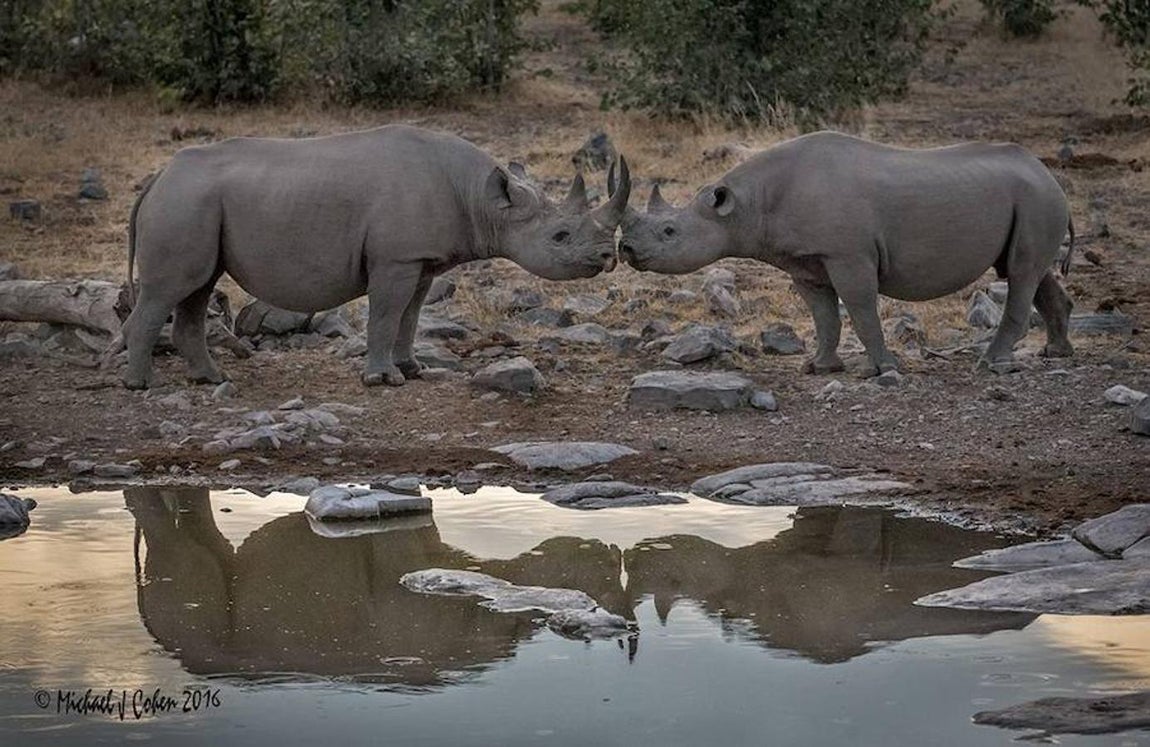 Tres rinocerontes menos cada día. En uno de los últimos informes publicado por Traffic, la organización revela casos recientes donde la policía ha descubierto que las redes mafiosas chinas que operan en Sudáfrica han creado pequeños talleres en las casas para procesar el cuerno de rinoceronte y transformarlo en piezas más pequeñas, como brazaletes o incluso en polvo.