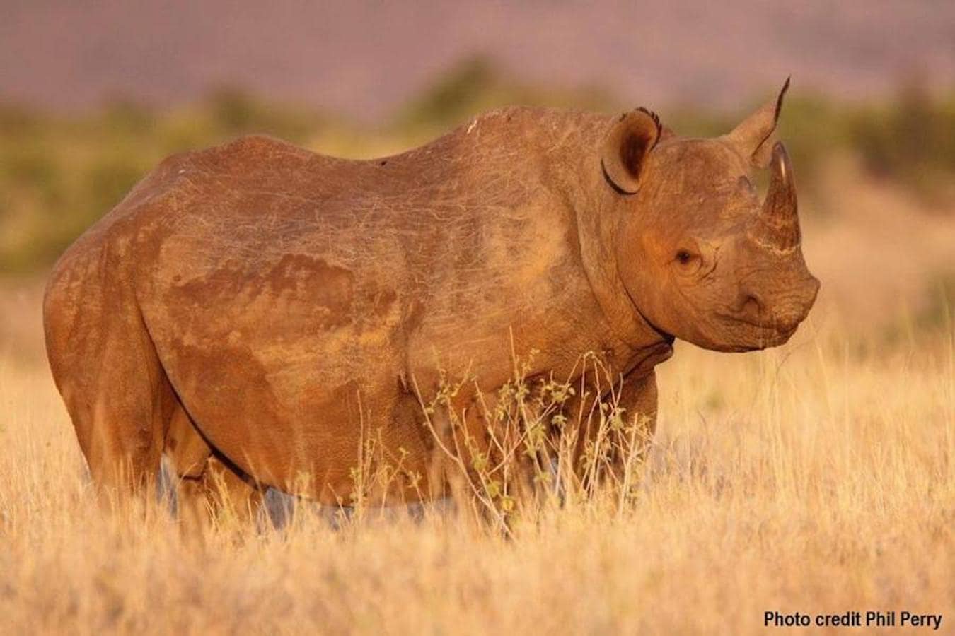 Tres rinocerontes menos cada día. Existen cinco especies de rinoceronte. Había más, pero algunas ya están extinguidas. El rinoceronte en Vietnam desapareció en 2011. El rinoceronte negro del oeste corrió igual suerte ese mismo año.