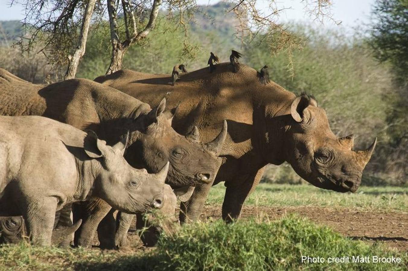 Tres rinocerontes menos cada día. Los rinocerontes habitaron Europa hace siglos, pero hoy sólo los encontramos en Asia y África.