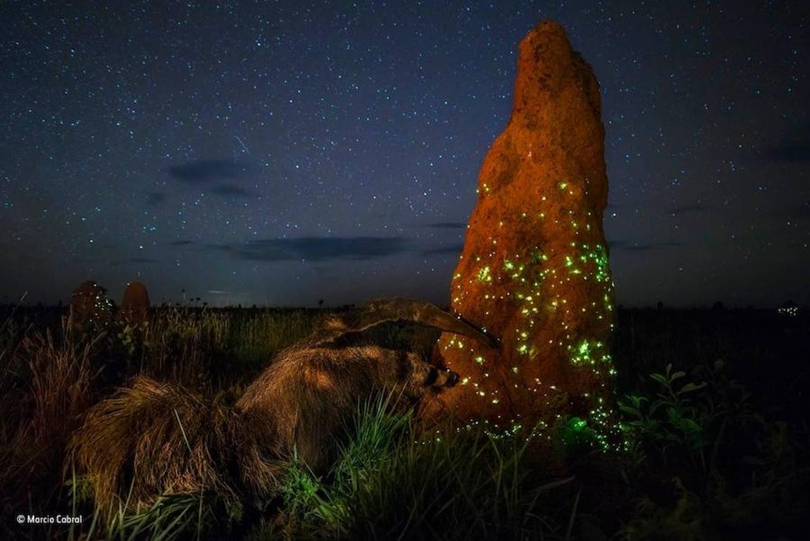 Esta imagen ha ganado en la categoría «Animals in their Environment». Está tomada en Parque Nacional Emas de Goiás (Brasil). Marcio Cabral