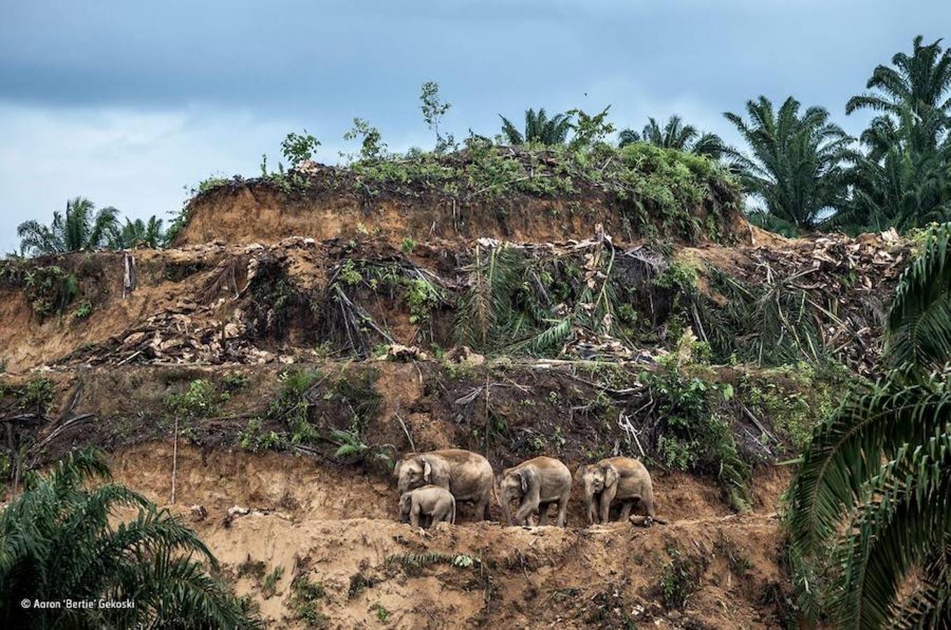 En la categoría «The Wildlife Photojournalist Award: Single Image» ha ganado esta familia de elefantes captada en Borneo (Malasia). Aaron «Bertie» Gekoski