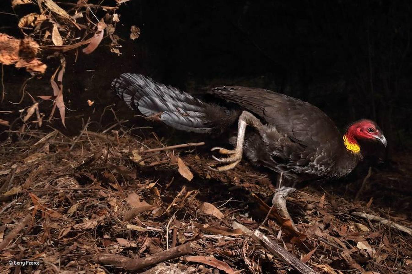 En la categoría «Comportamiento: aves» ha ganado esta foto captada en el Parque Nacional Near Garigal de Sidney (Australia). Gerry Pearce