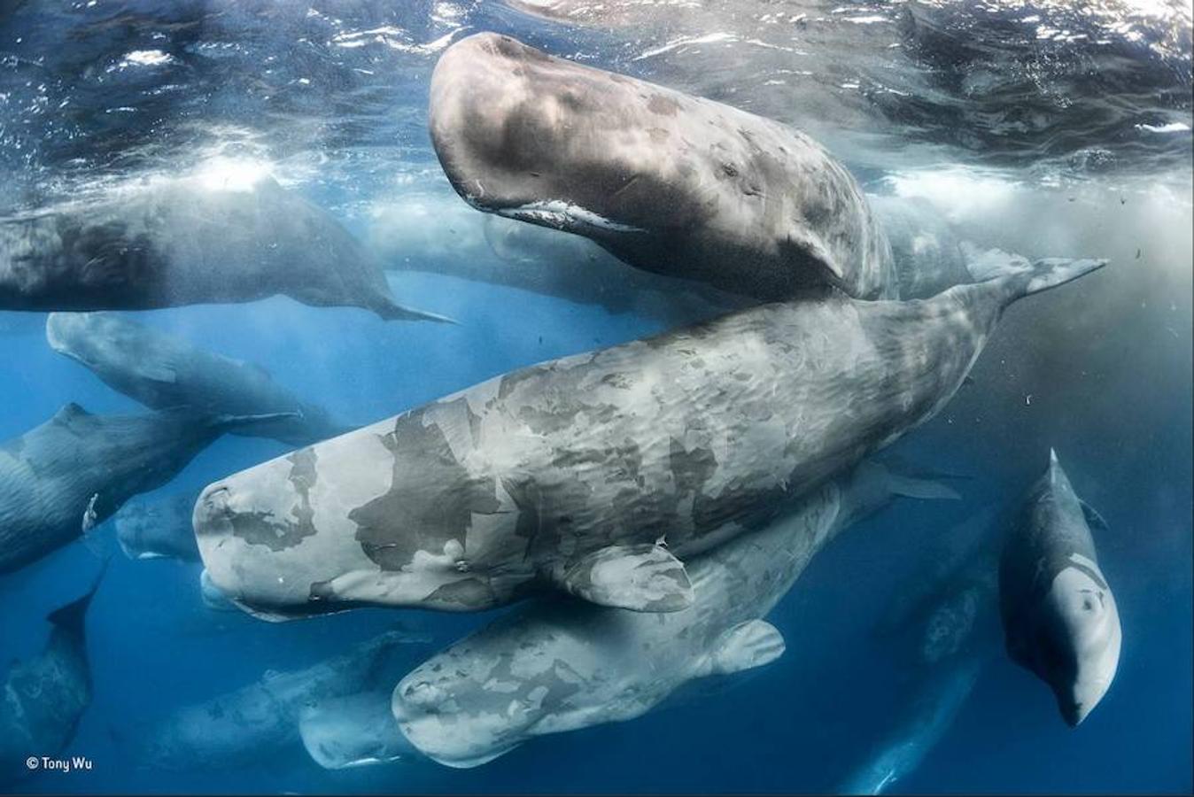 En la categoría «Comportamiento: mamíferos» ha ganado esta foto de ballenas en Sri Lanka. Tony Wu