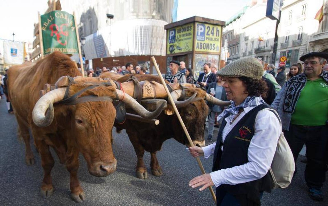 10. Fiesta de la Trashumancia por las calles de Madrid