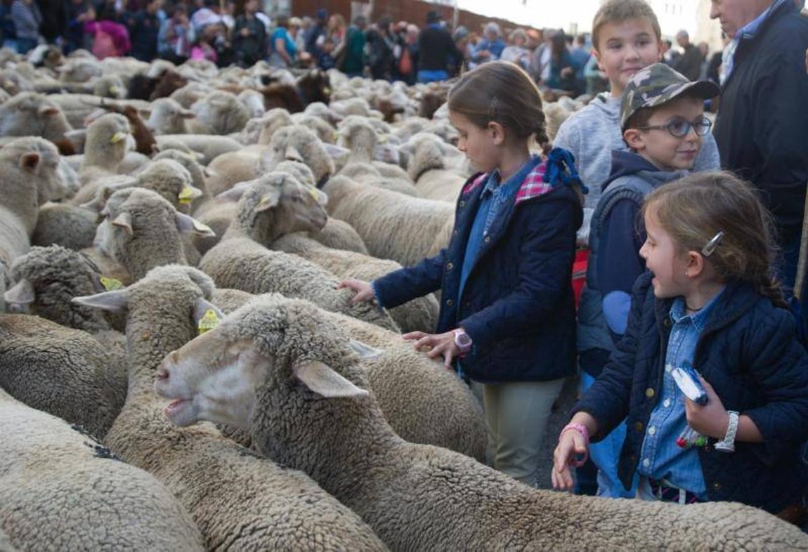 8. Fiesta de la Trashumancia por las calles de Madrid