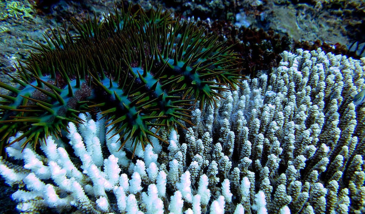 Un viaje por los corales del Pacífico en diez increíbles fotos. Los científicos encontraron muchas estrellas de mar corona de espinas en la isla Alamagan. Estos espinosos invertebrados se alimentan de tejido de coral. Aquí, la estrella de mar deja solo el esqueleto de este coral Acropora a su paso. En gran número, pueden causar daños considerables a los arrecifes de coral, pero en pequeñas cantidades, son un componente clave natural del ecosistema de los arrecifes de coral.