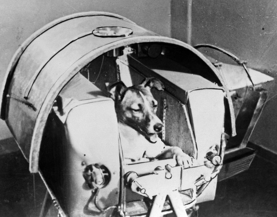 Imagen de la perra Laika, antes de ser lanzada en el Sputnik 2. AFP