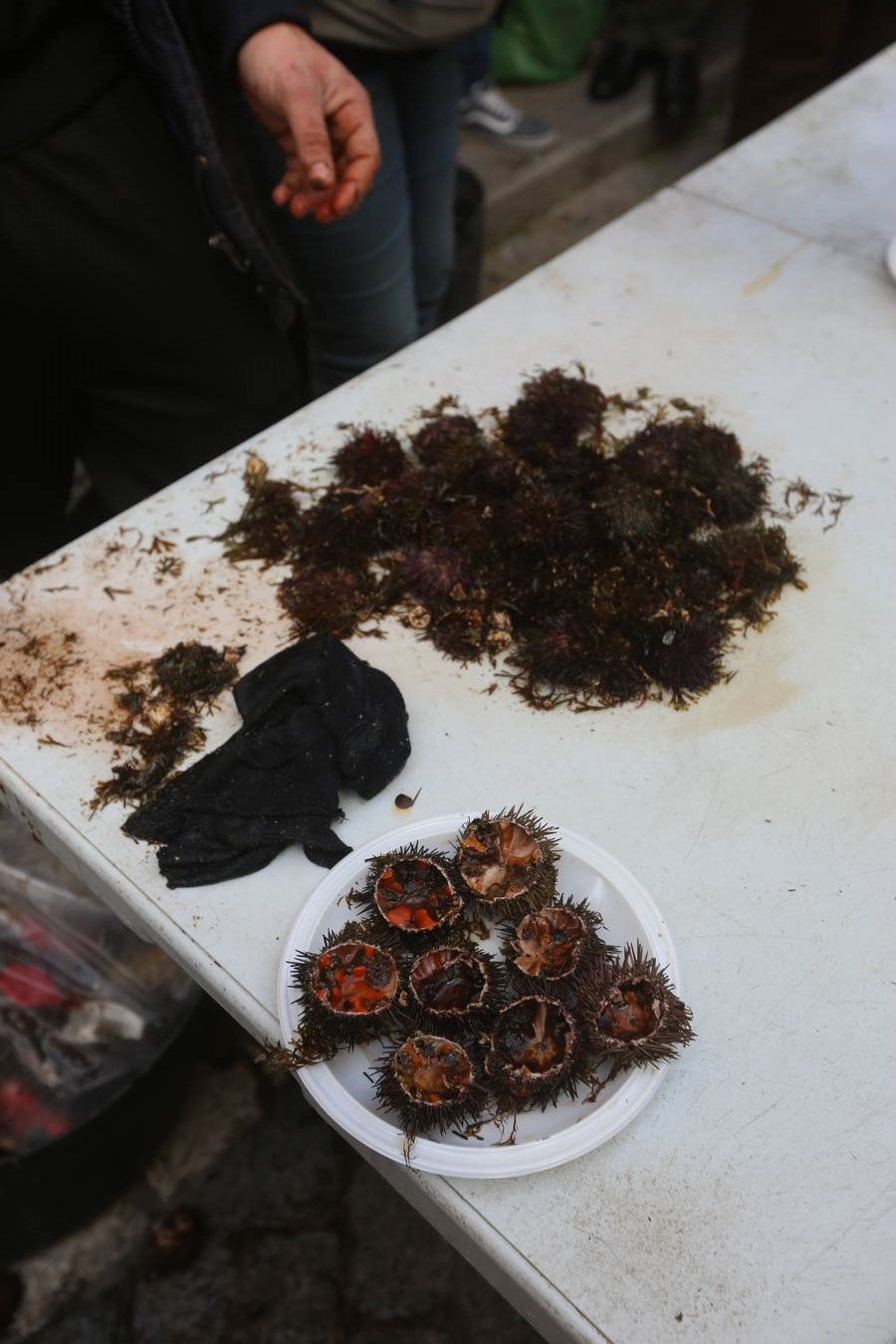 Fotos: Ambientazo en la Erizada más madrugadora de Cádiz