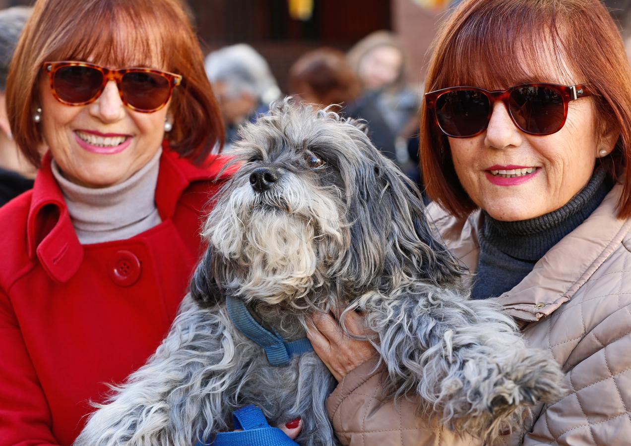 La bendición de animales por San Antonio Abad en Valencia, en imágenes. 