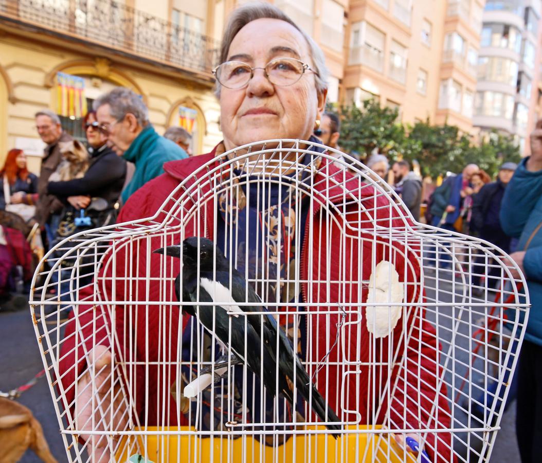 La bendición de animales por San Antonio Abad en Valencia, en imágenes. 