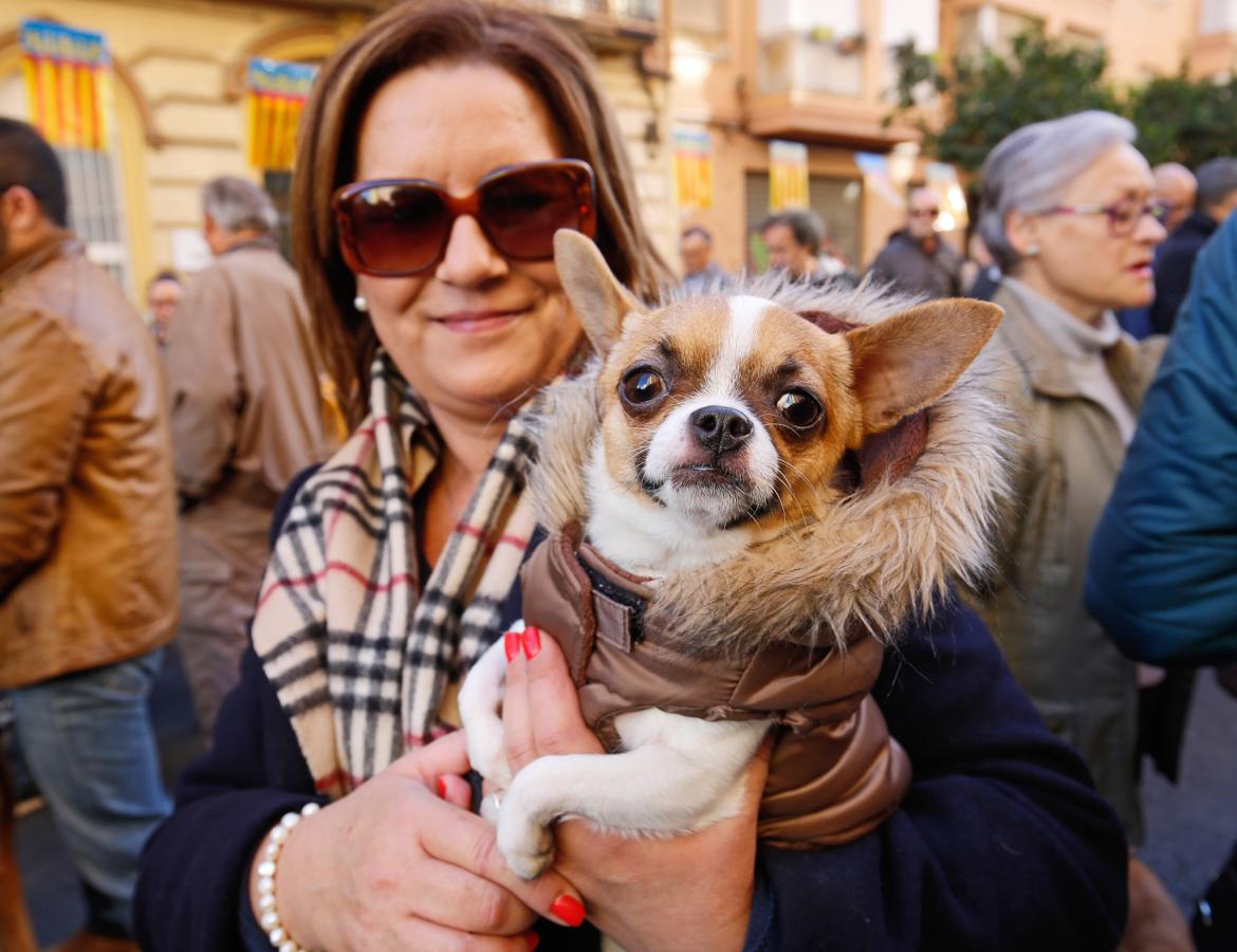 La bendición de animales por San Antonio Abad en Valencia, en imágenes. 