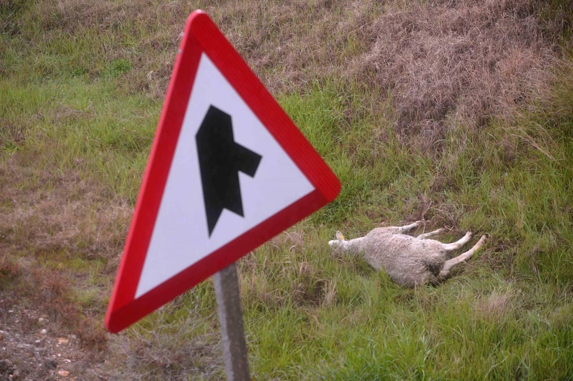 Las imágenes del accidente mortal en la A4 de Córdoba
