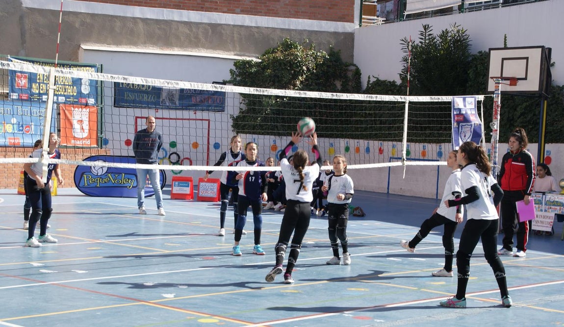 Las mejores imágenes del partido de voleibol alevín entre San Eulogio y Saint Louis des Français &quot;A&quot;