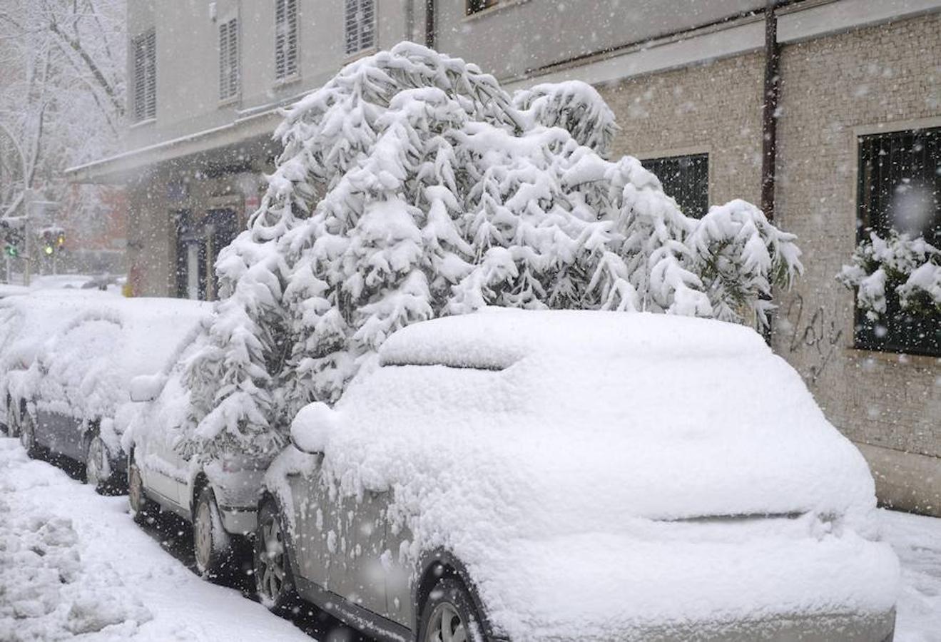 El peso de la nieve ha inclinado a este árbol que se ha precipitado sobre los vehículos aparcados. 