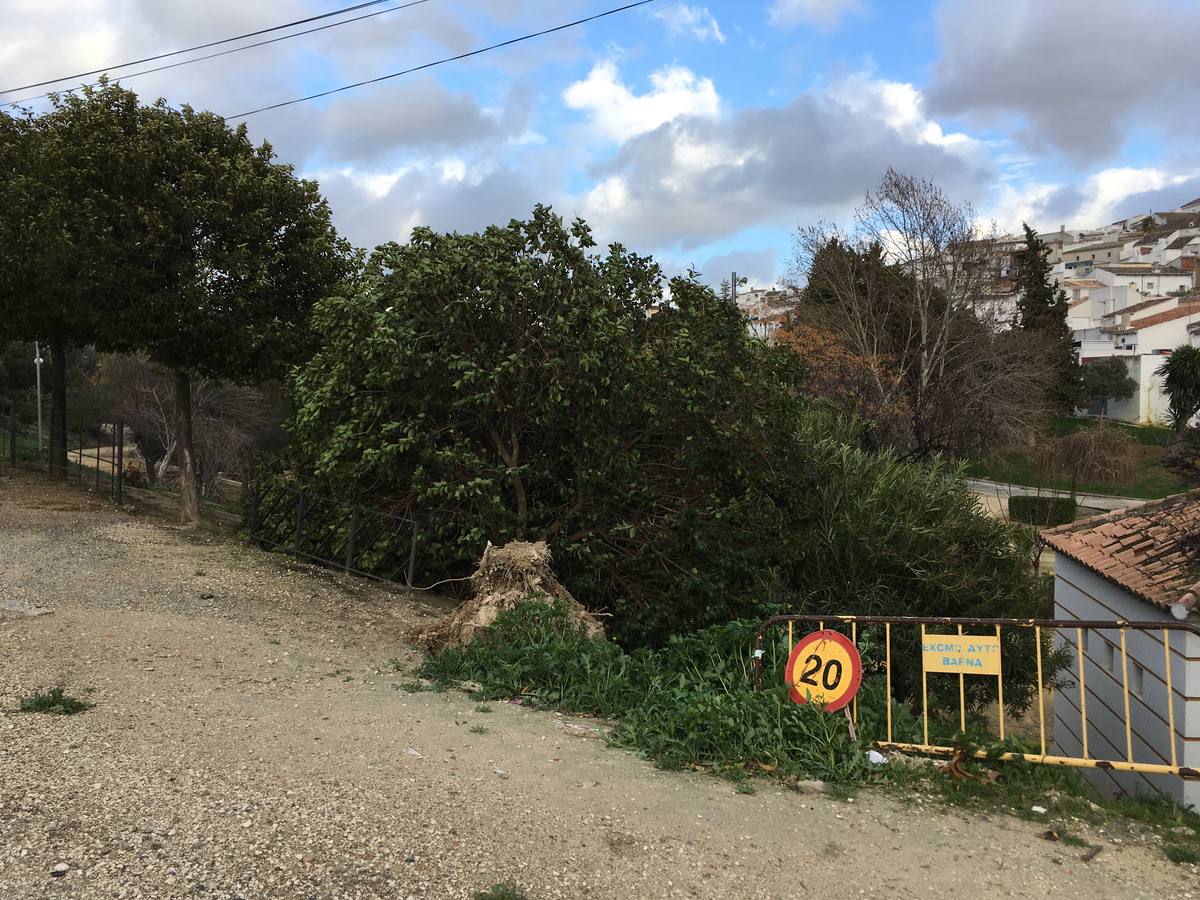 Árbol caído en Baena junto a una vivienda. 