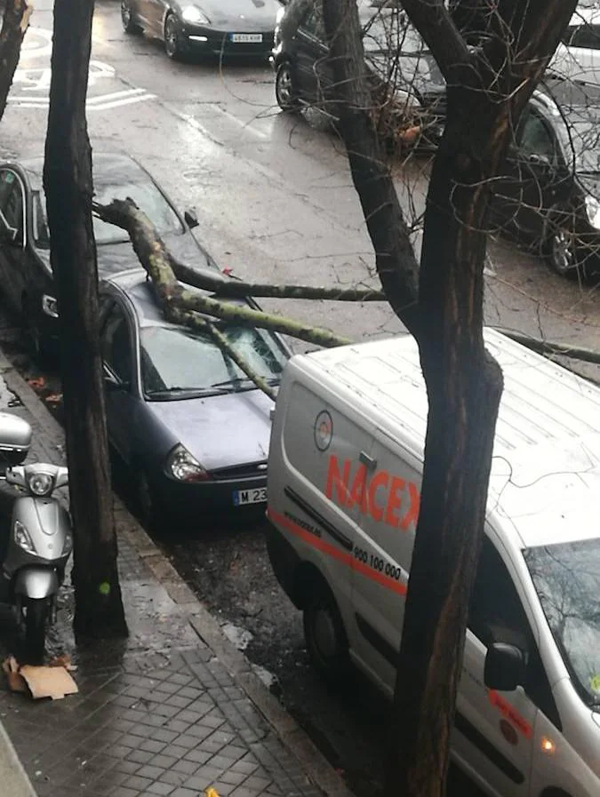 Madrid. La rama de un árbol ha destrozado un coche aparcado en uno de los laterales de la Castellana
