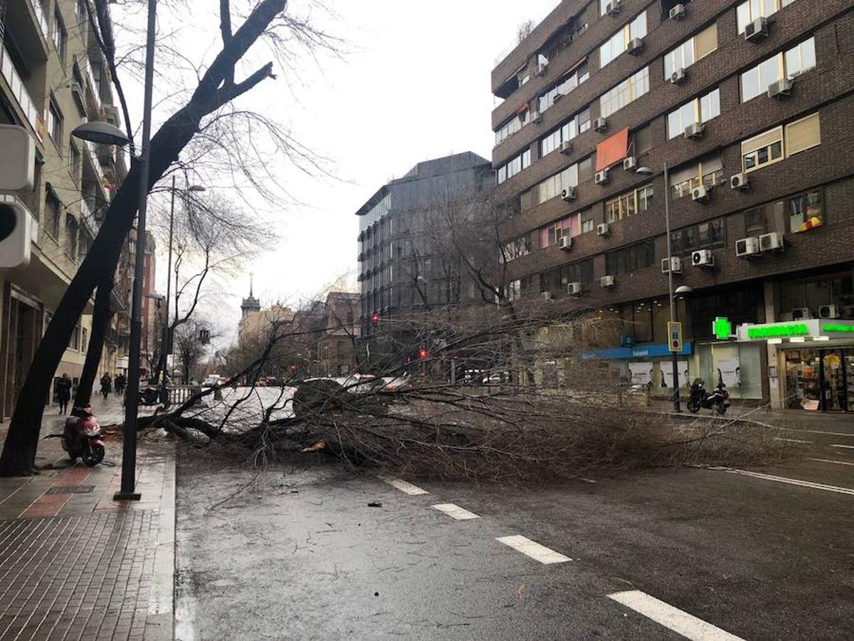 Madrid. En la calle Almagro, un árbol se ha quebrado a causa del viento