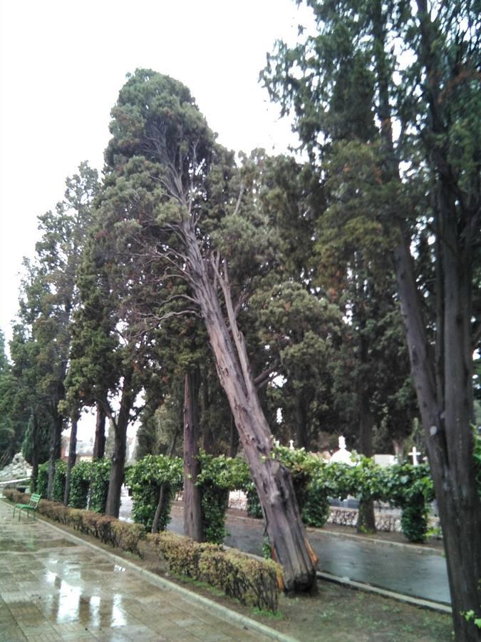 Así ha quedado el cementerio de Sevilla tras el temporal