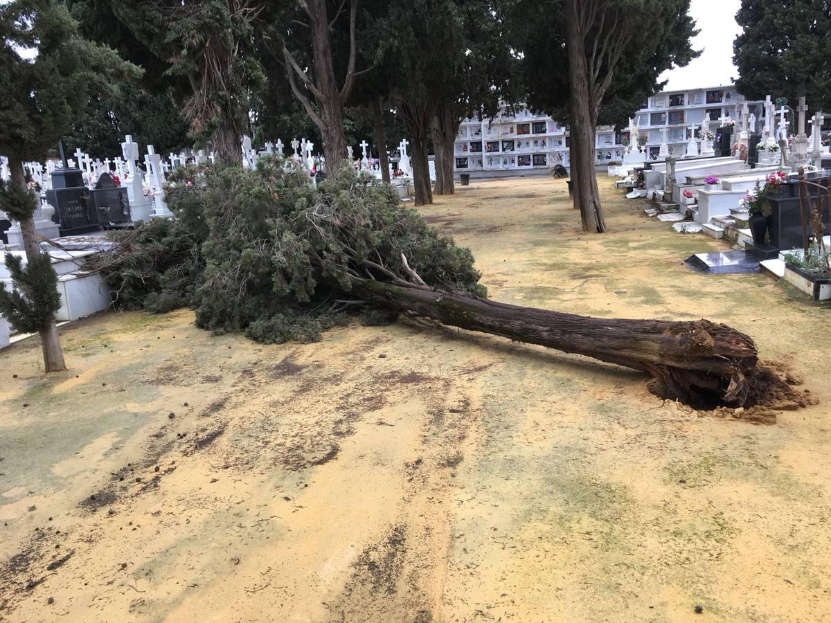 Así ha quedado el cementerio de Sevilla tras el temporal