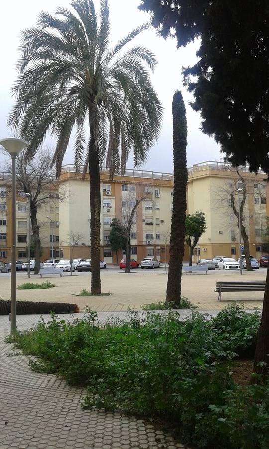 #TemporalABCsev: Los estragos del temporal en la ciudad desde el objetivo de los sevillanos