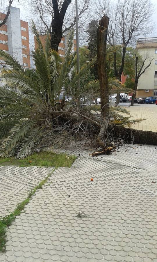 #TemporalABCsev: Los estragos del temporal en la ciudad desde el objetivo de los sevillanos