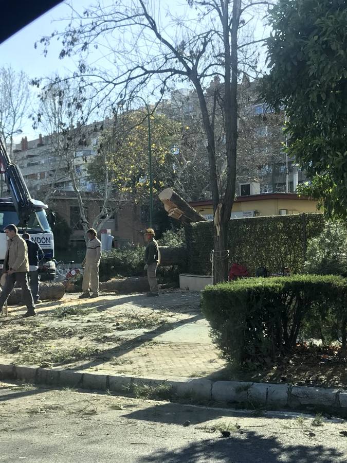 #TemporalABCsev: Los estragos del temporal en la ciudad desde el objetivo de los sevillanos