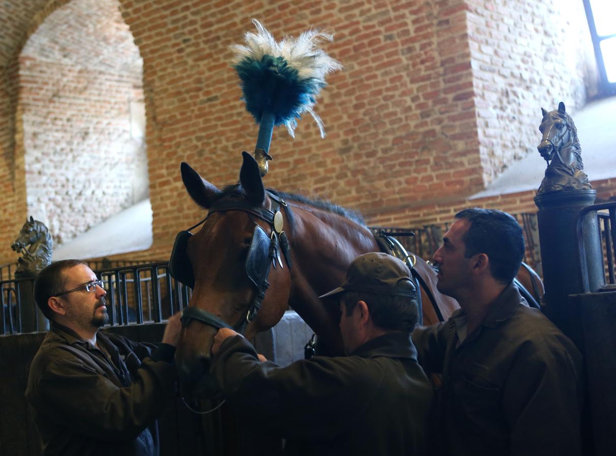 Los caballos se engalanan. Mientras los hombres se visten «a la federica», los caballos se engalanan para participar en la ceremonia más brillante del Estado