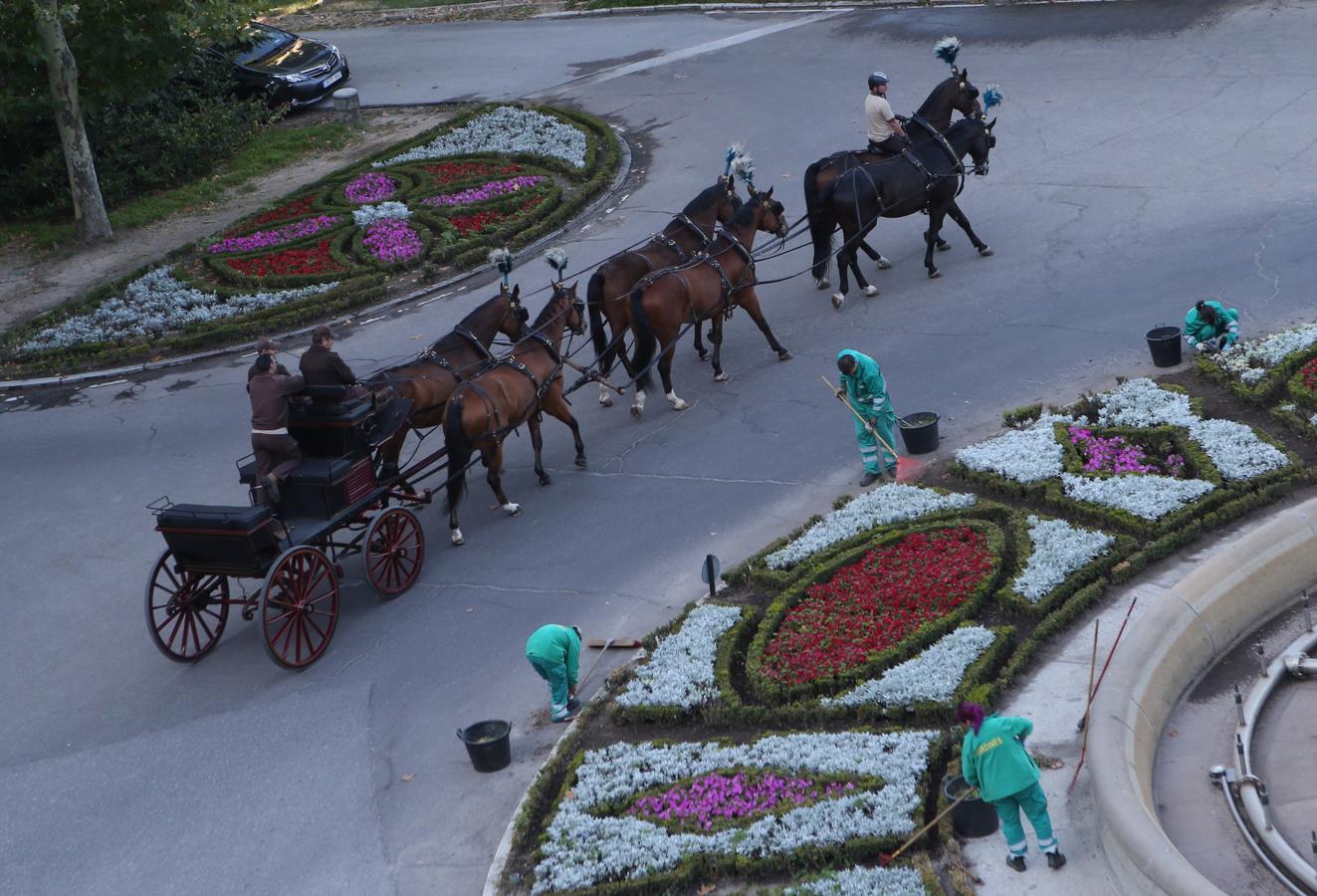 Ensayos en el Campo del Moro. Los caballos ensayan a diario en los jardines del Campo del Moro, detrás del Palacio Real. Los ejemplares más veteranos son muy útiles para enseñar a los más jóvenes