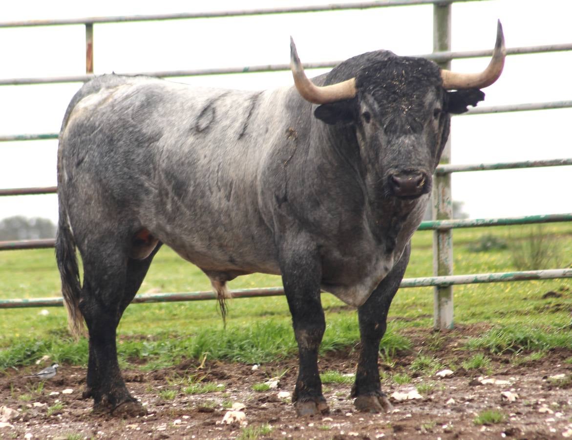 Estos son los toros de Victorino que se lidiarán el domingo en Las Ventas