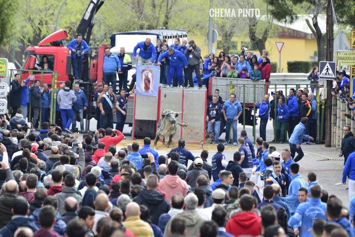 El toro «enmaromado», en imágenes