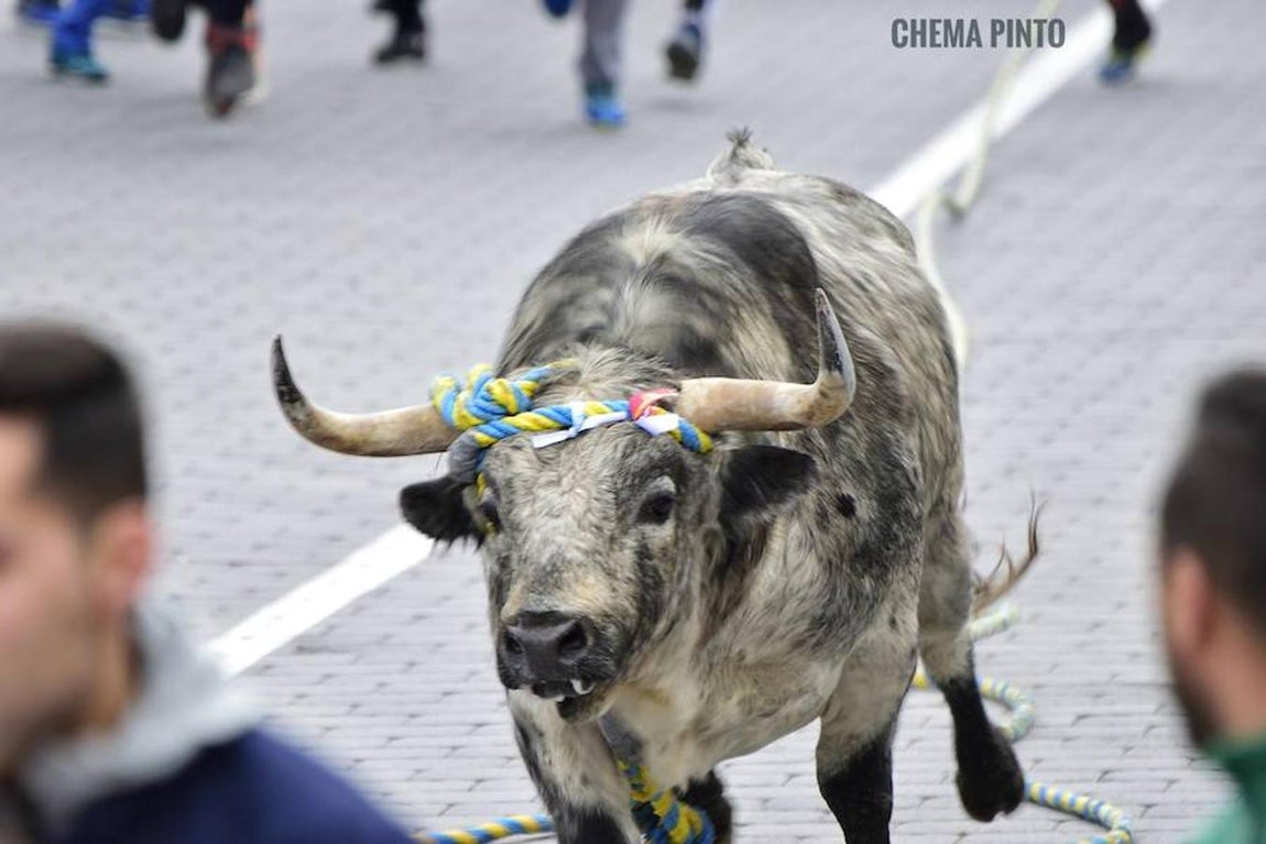 El toro «enmaromado», en imágenes