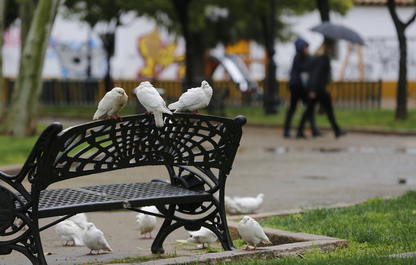 La primavera florece en Córdoba entre la lluvia, en imágenes