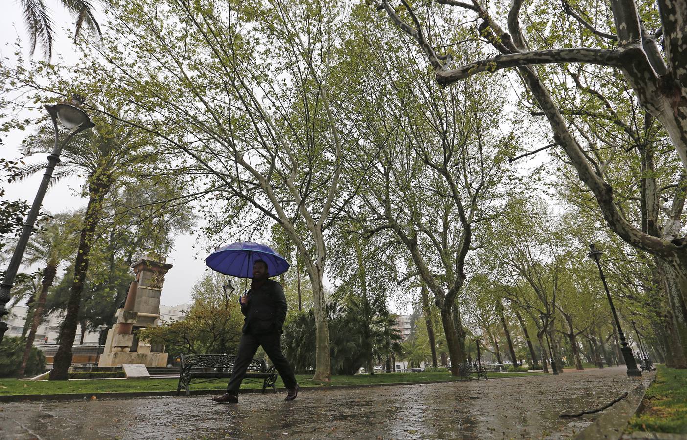 La primavera florece en Córdoba entre la lluvia, en imágenes