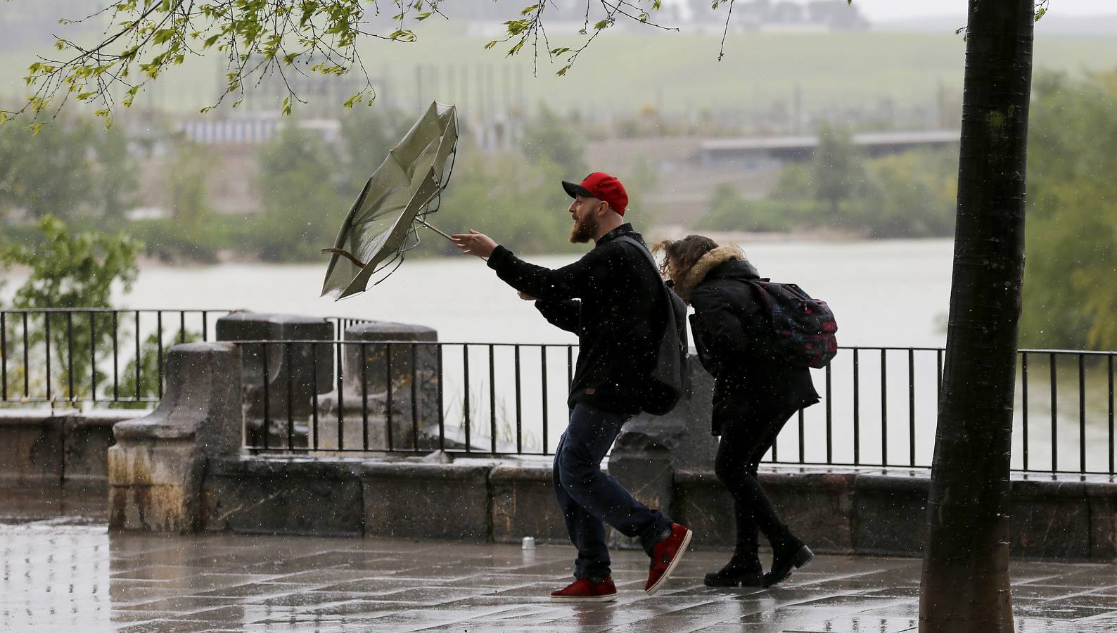 La primavera florece en Córdoba entre la lluvia, en imágenes