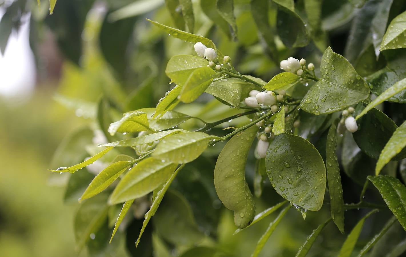 La primavera florece en Córdoba entre la lluvia, en imágenes