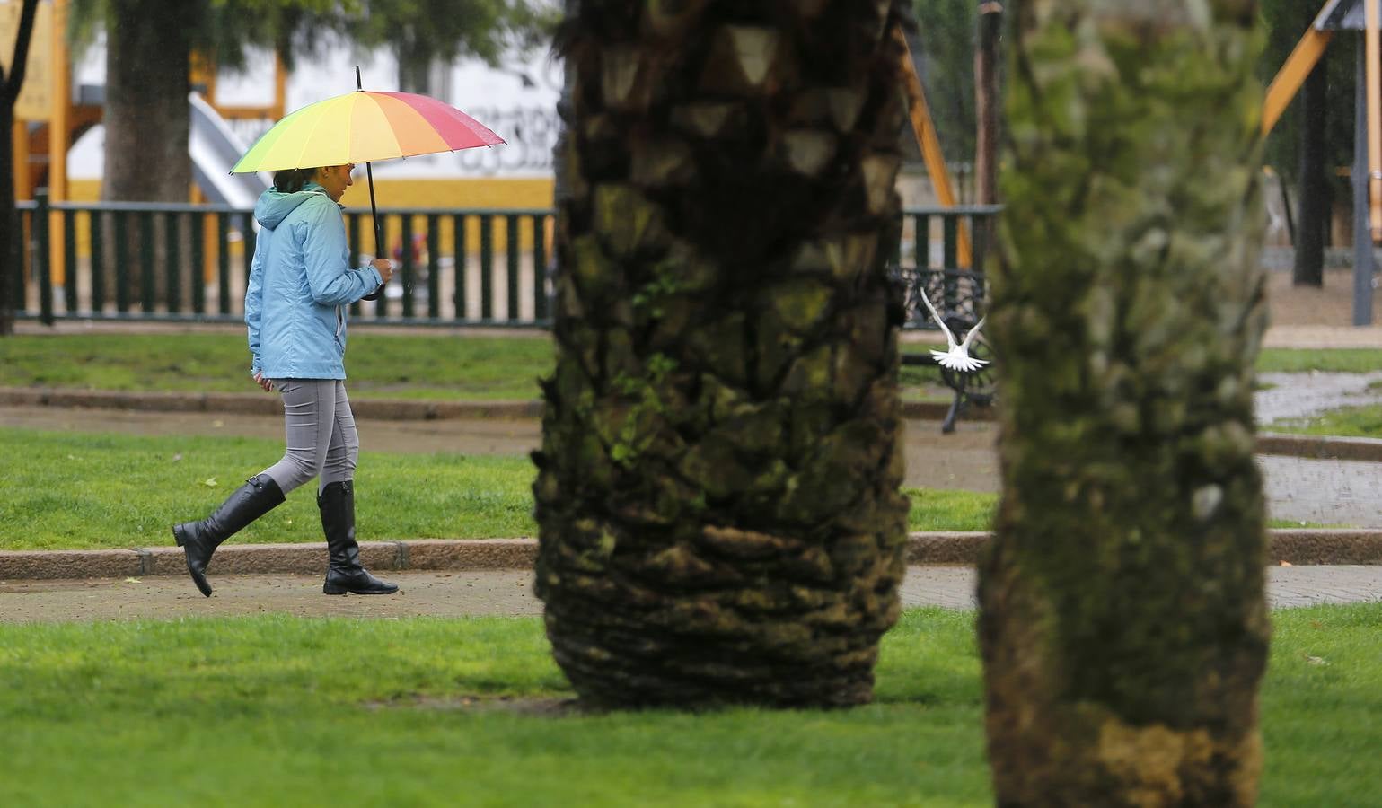 La primavera florece en Córdoba entre la lluvia, en imágenes