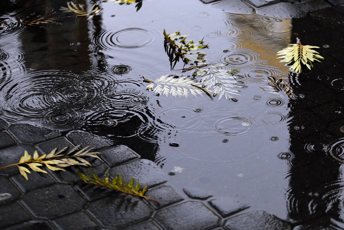 La primavera florece en Córdoba entre la lluvia, en imágenes