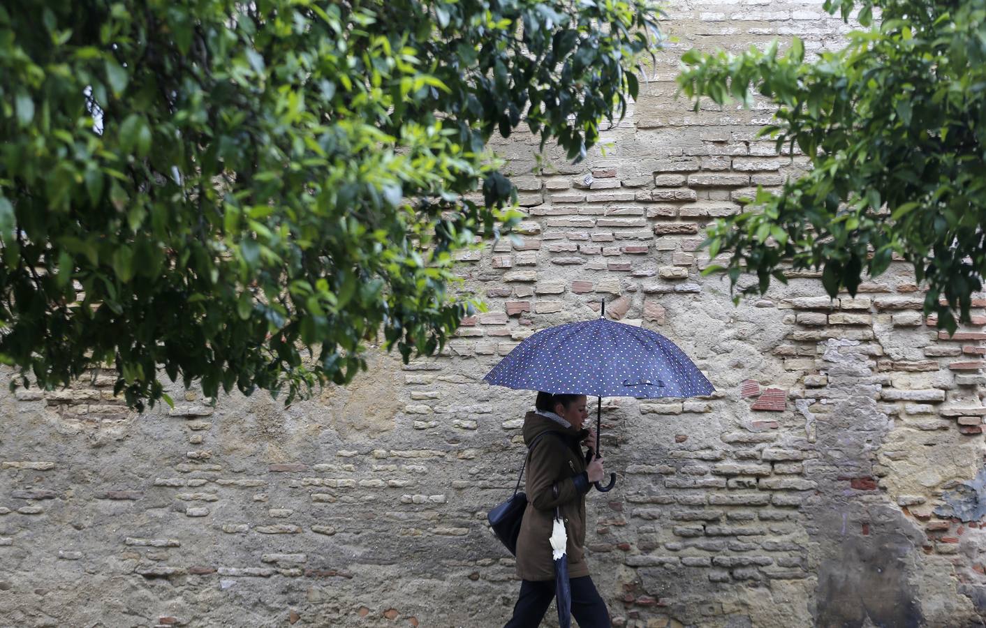 La primavera florece en Córdoba entre la lluvia, en imágenes