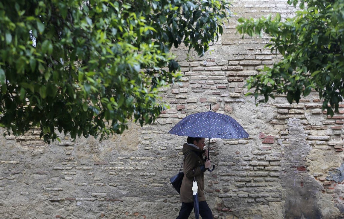 La primavera florece en Córdoba entre la lluvia, en imágenes