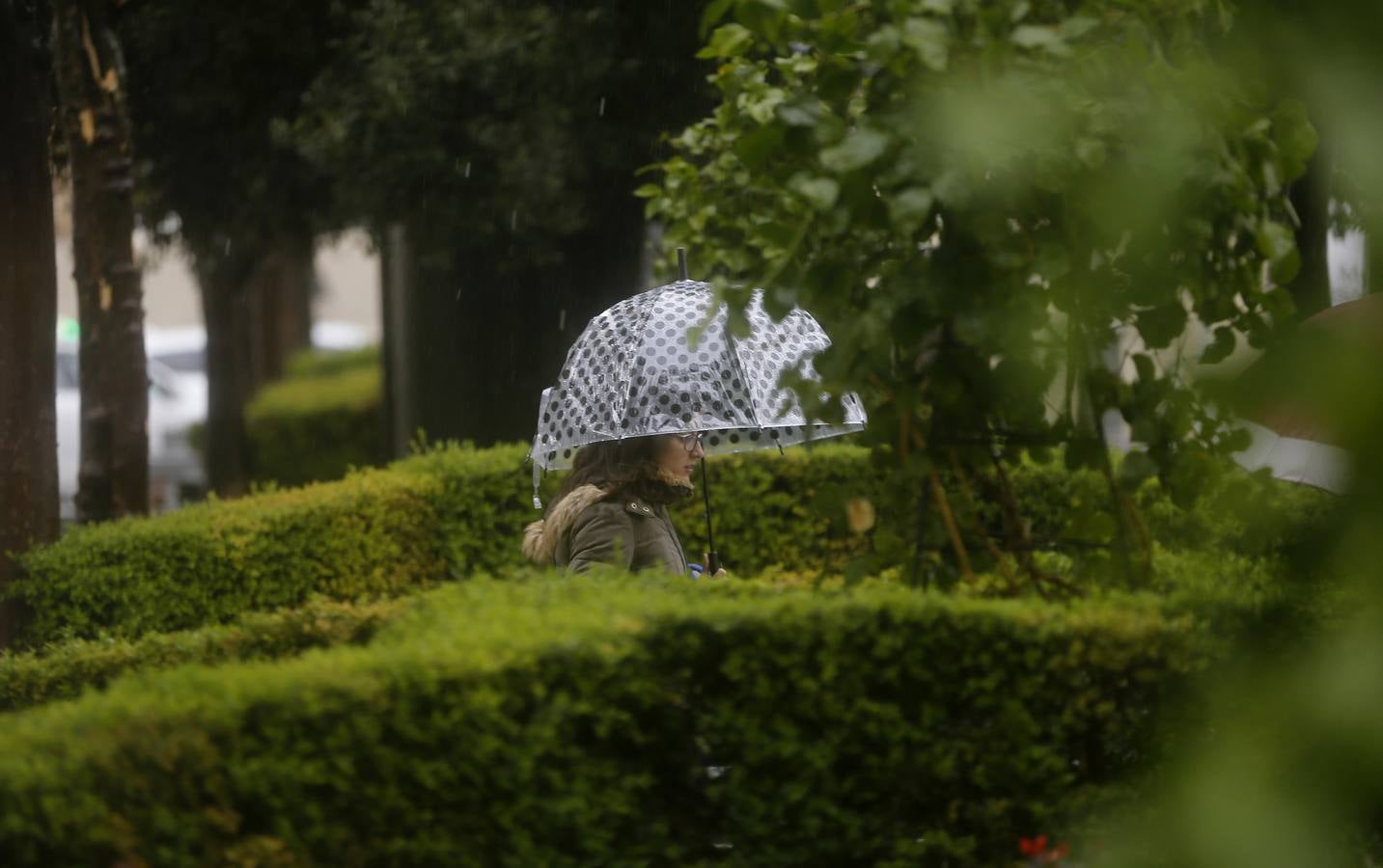 La primavera florece en Córdoba entre la lluvia, en imágenes