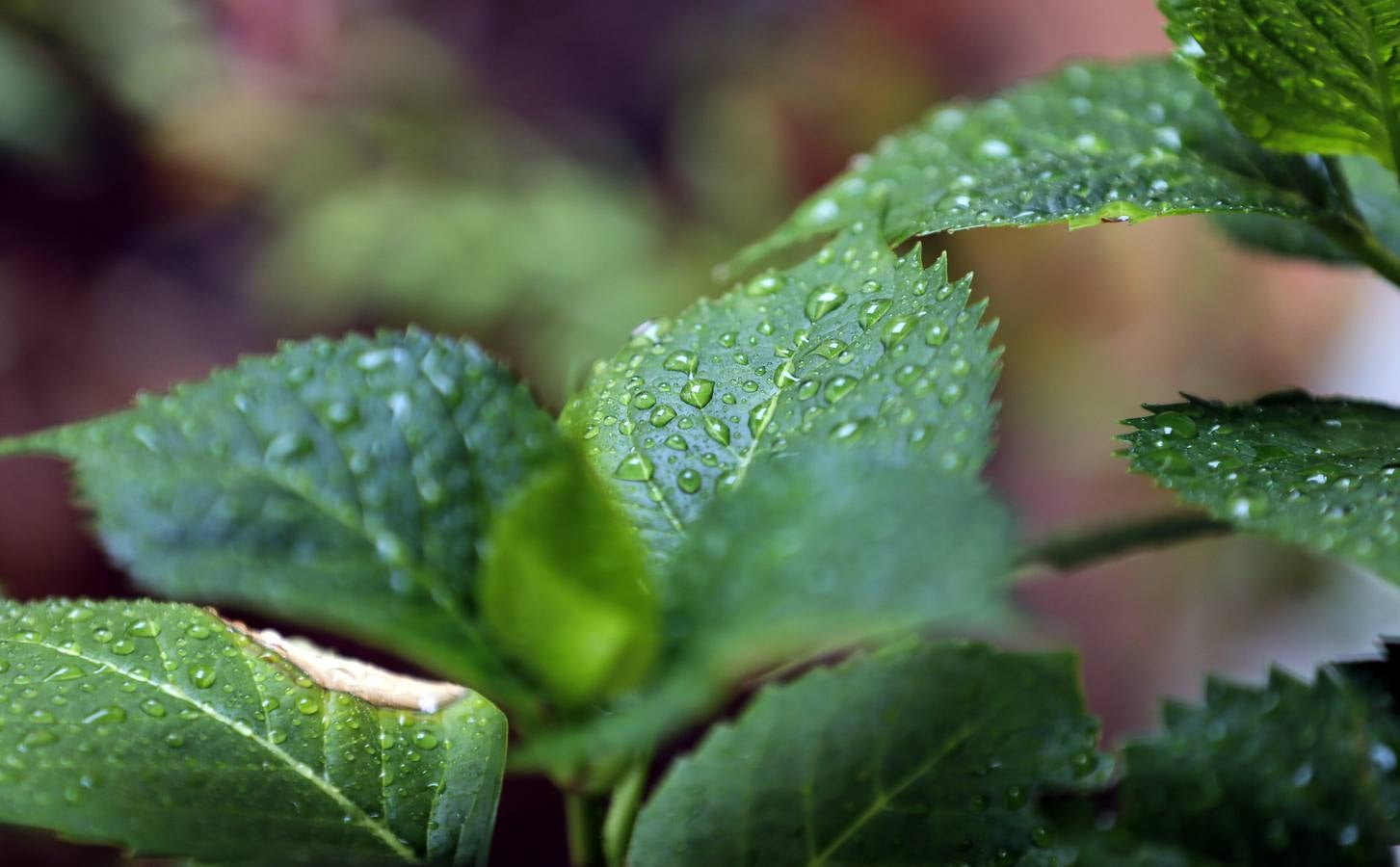 La primavera florece en Córdoba entre la lluvia, en imágenes