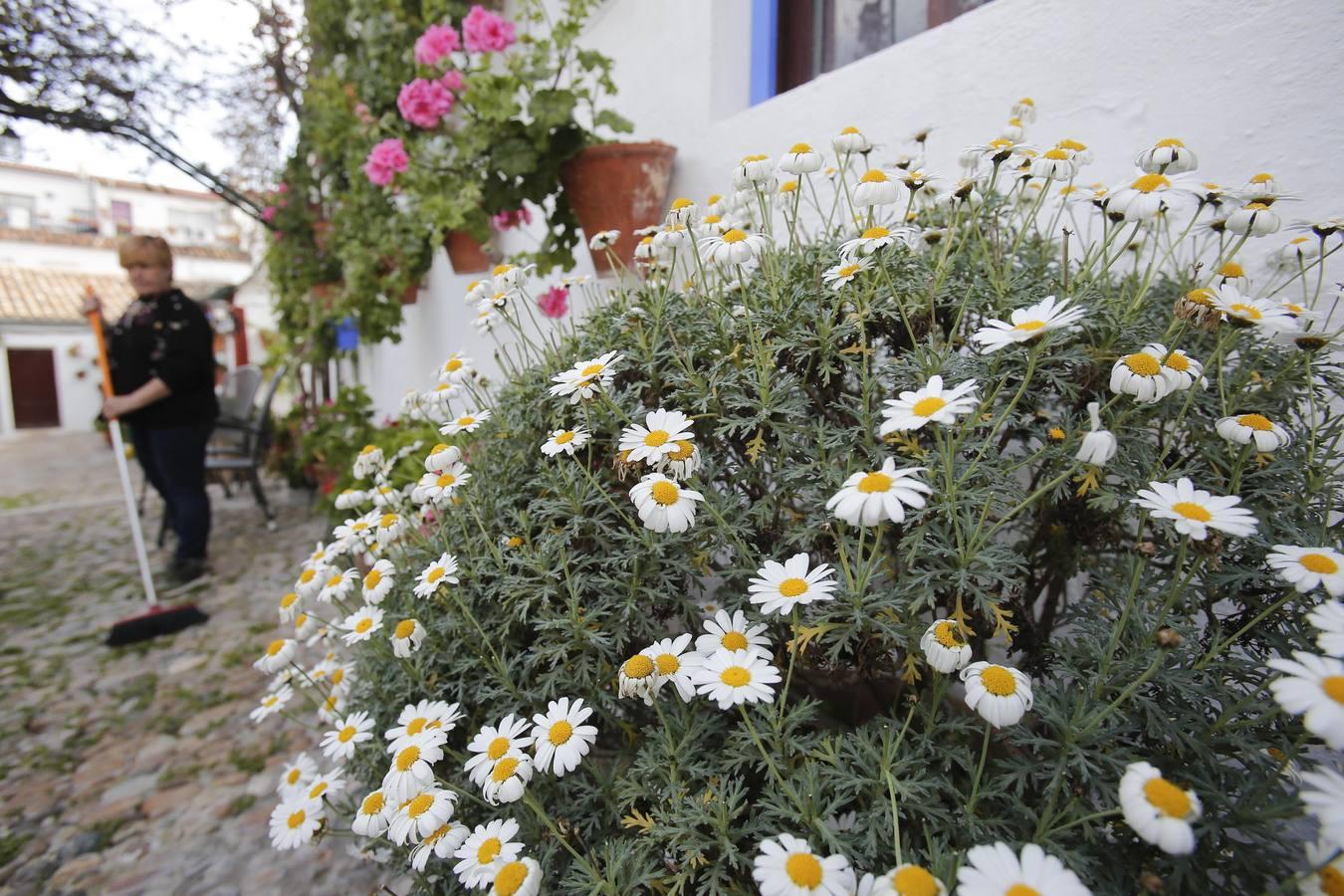 Los Patios de Córdoba ultiman detalles, en imágenes