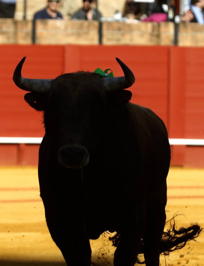 Dwetalle recogido durante la corrida