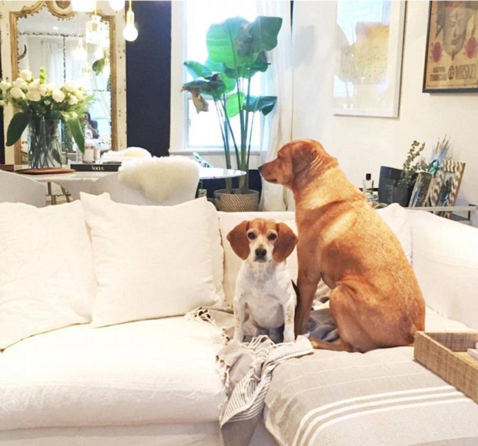 Guy y Bogart. Markle jamás se movía sin sus dos compañeros de vida. Recogió a sus perros siendo éstos todavía cachorros. Crecieron junto a ella, aunque ahora sólo uno podrá mudarse con ella a Inglaterra, Guy, un cruce de beagle color blanco y marrón. Bogart tuvo que quedarse en Canadá al cuidado de dos buenos amigos de la actriz