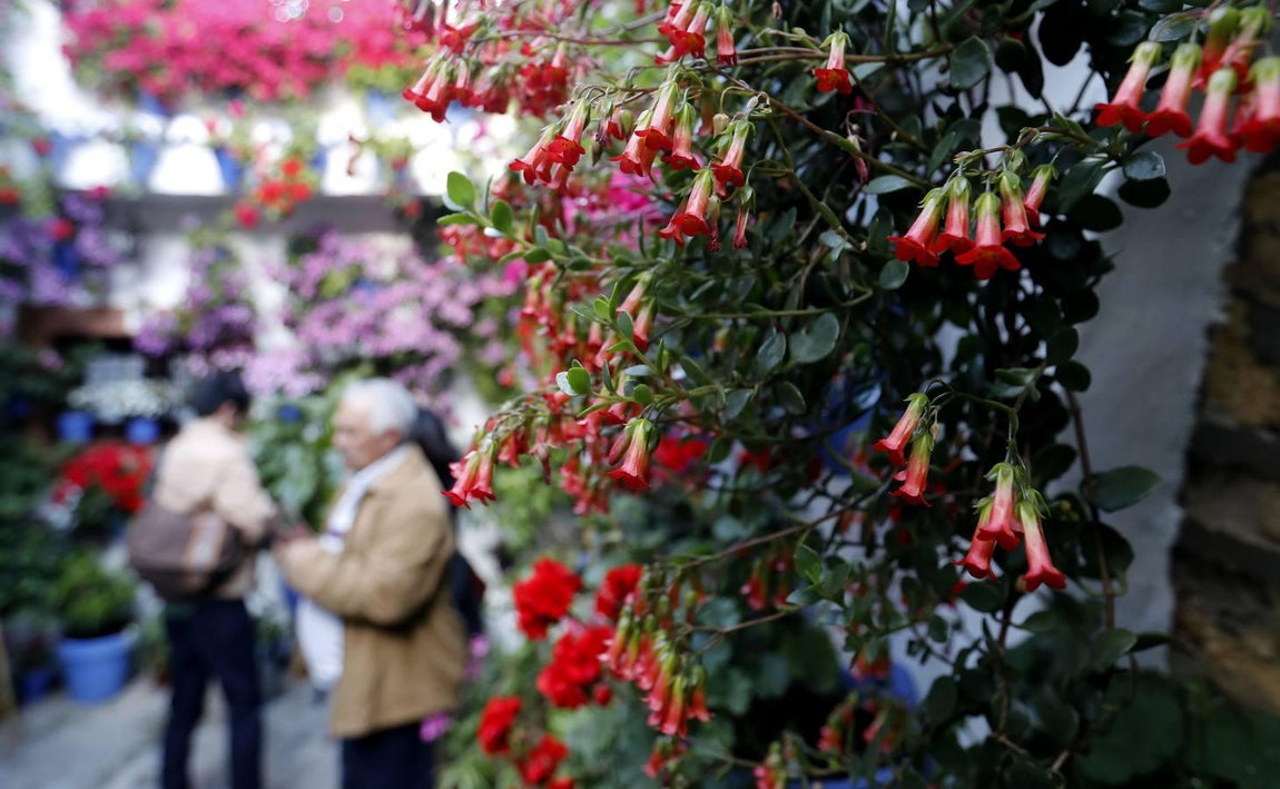 El día de estreno de los Patios de Córdoba de 2018, en imágenes