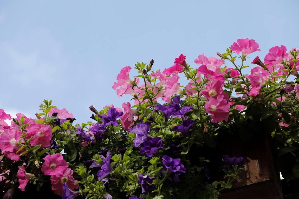 El día de estreno de los Patios de Córdoba de 2018, en imágenes