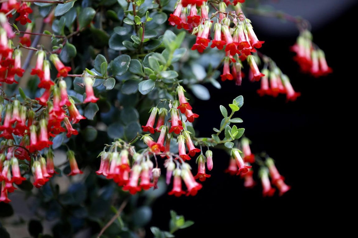 El día de estreno de los Patios de Córdoba de 2018, en imágenes